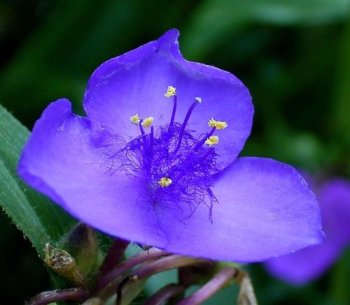 Tradescantia Ohiensis Spiderwort Bluejacket Widows Tears